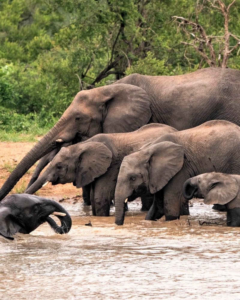 Safari-eventyr i Sydafrika