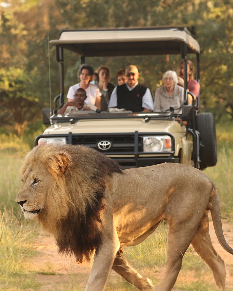 Safari-eventyr i Sydafrika