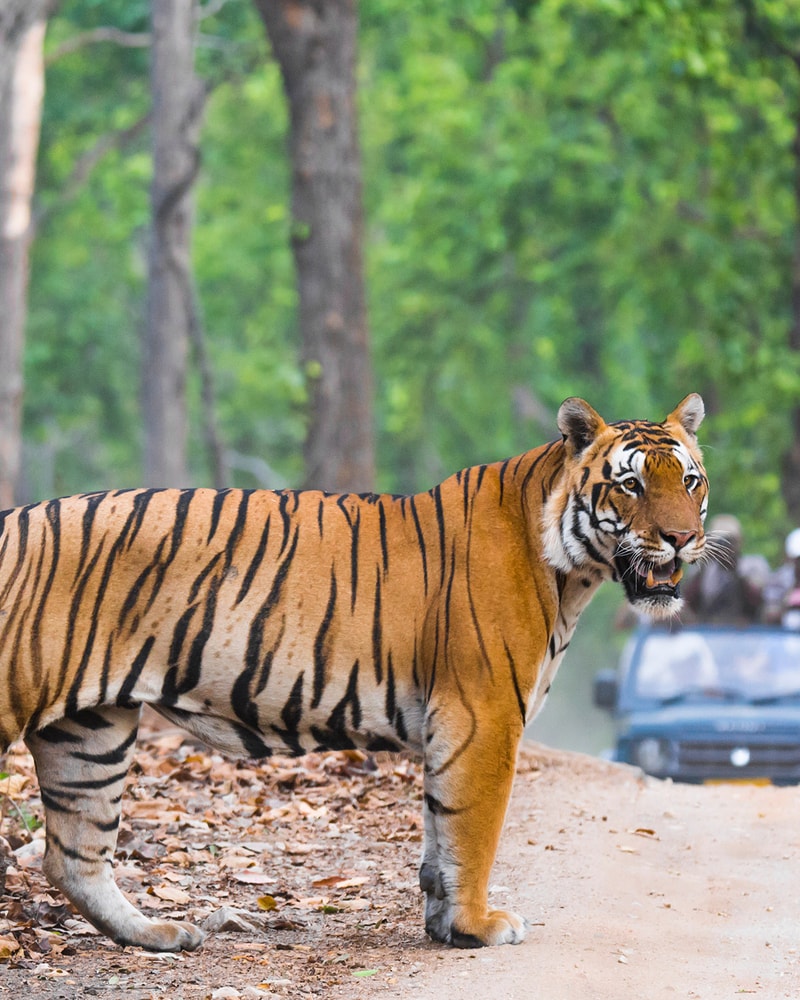 Rundrejse i Indien: Taj Mahal, Nicobarerne og Tigersafari