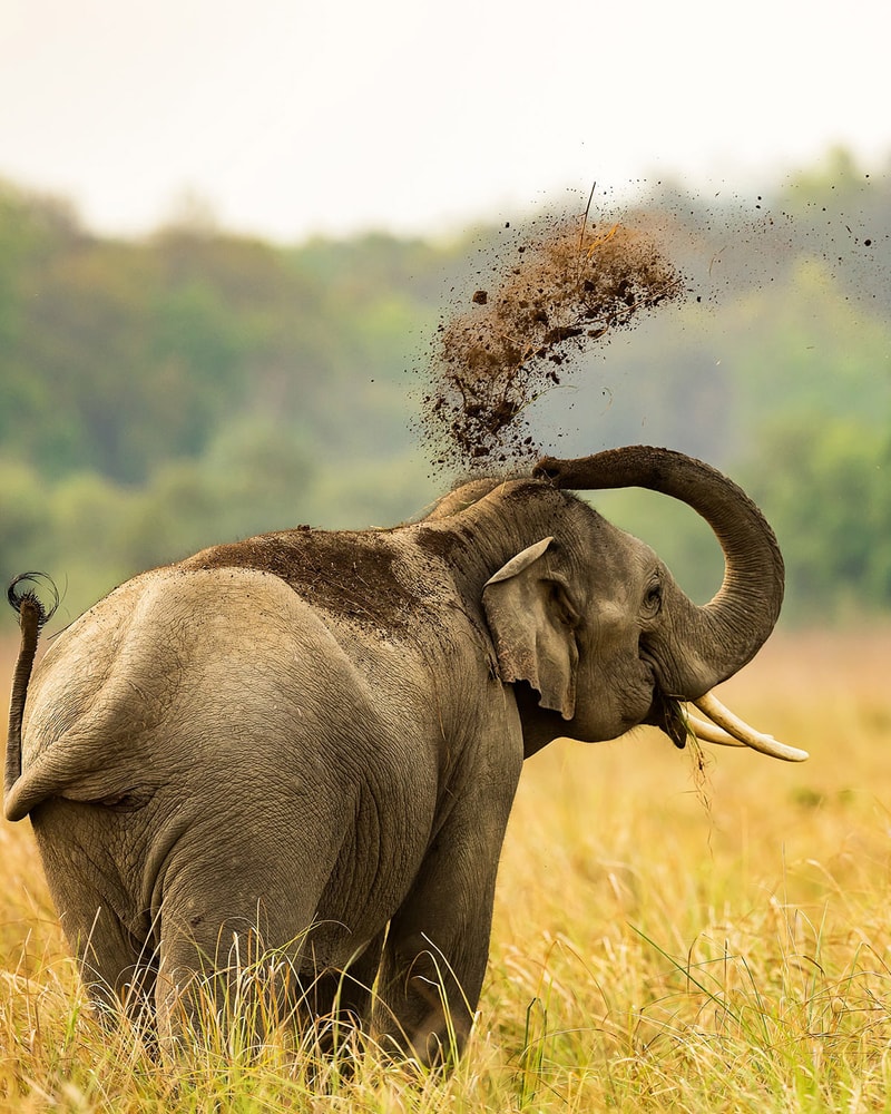 Rundrejse i Indien: Taj Mahal, Nicobarerne og Tigersafari