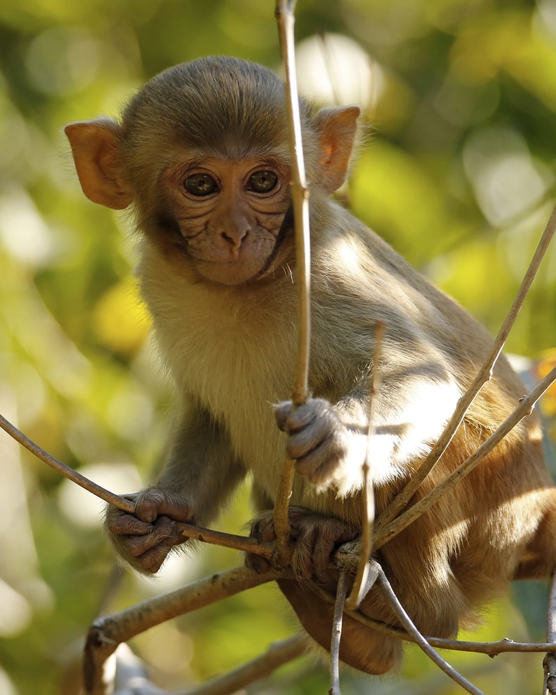 Rundrejse i Indien: Taj Mahal, Nicobarerne og Tigersafari