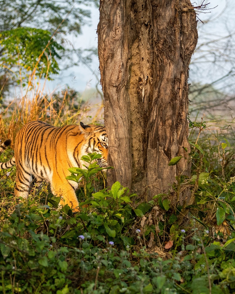 Rundrejse i Indien: Taj Mahal, Nicobarerne og Tigersafari