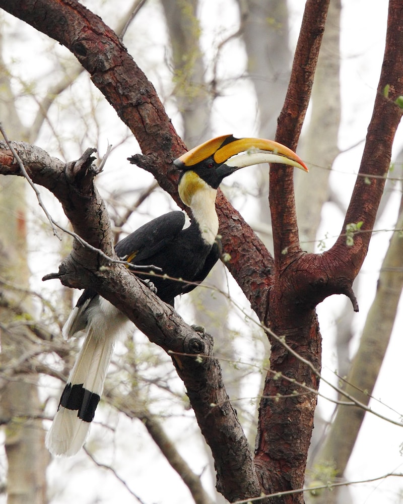 Rundrejse i Indien: Taj Mahal, Nicobarerne og Tigersafari