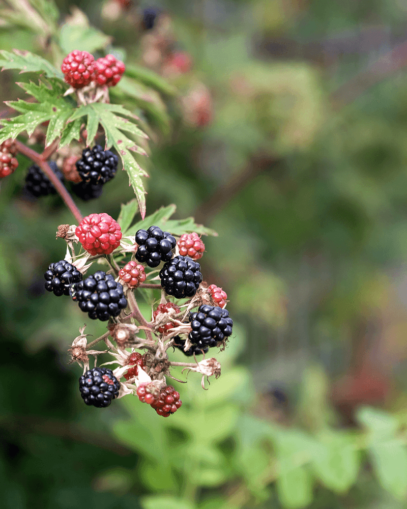 Gourmetophold på Christie's Sdr. Hostrup Kro