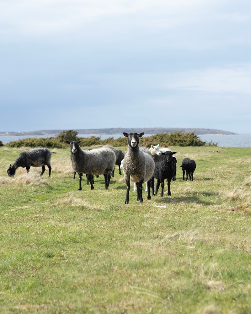 Spa-ophold på Torekov Hotell