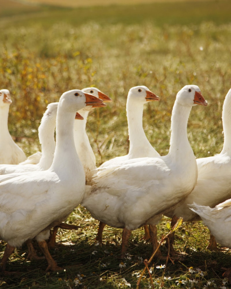 Hovs Hallar i Båstad