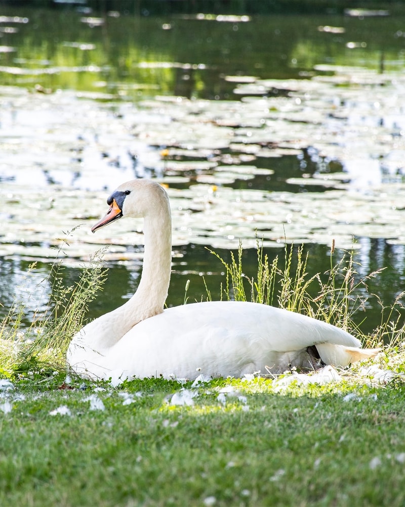 Luksuriøst gourmetophold på Broholm Slot