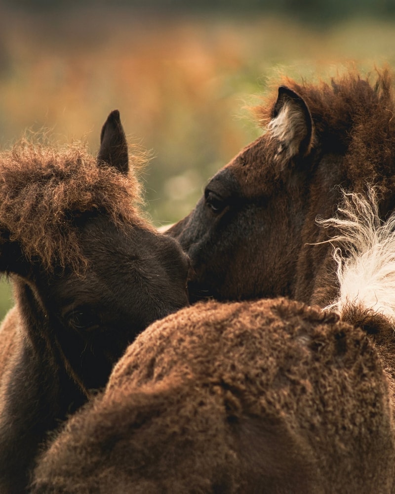 SPAR 40 %: Wellness hos Kommandørgården på Rømø