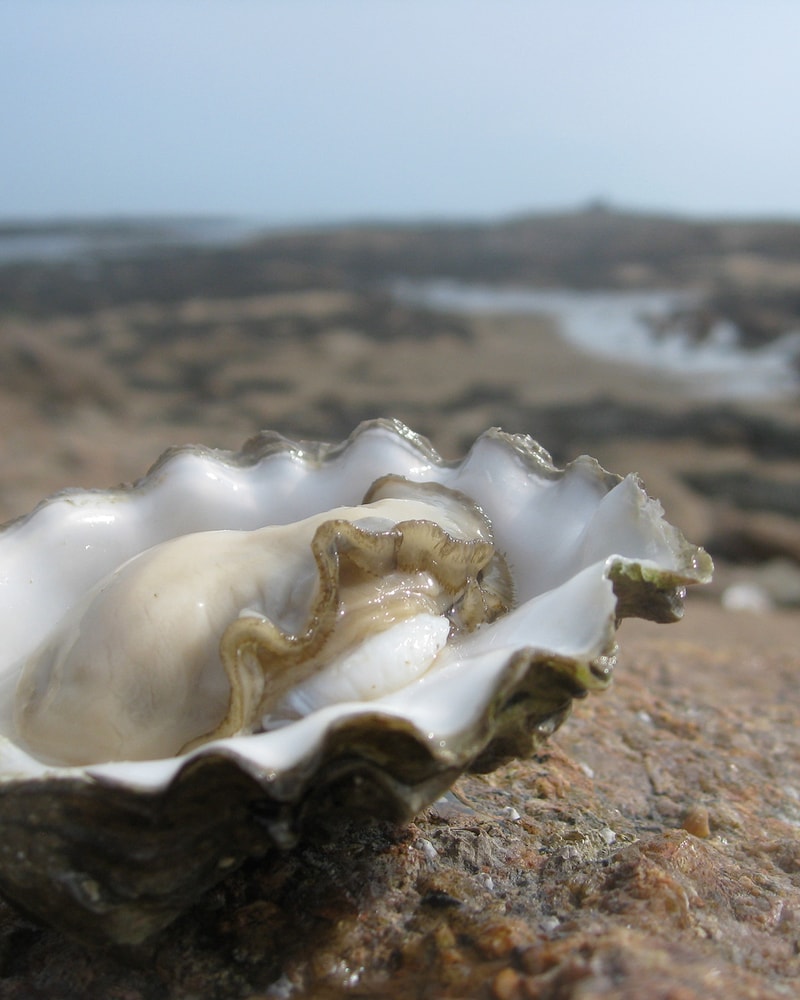 SPAR 40 %: Wellness hos Kommandørgården på Rømø