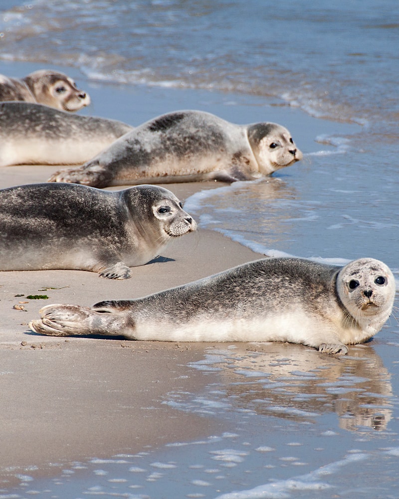 Getaway til Nordtyskland