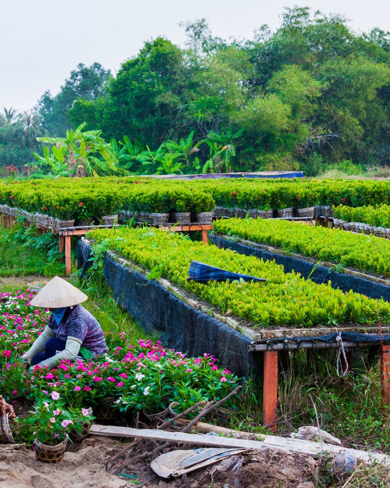 Drømmerejse til det sydlige Vietnam