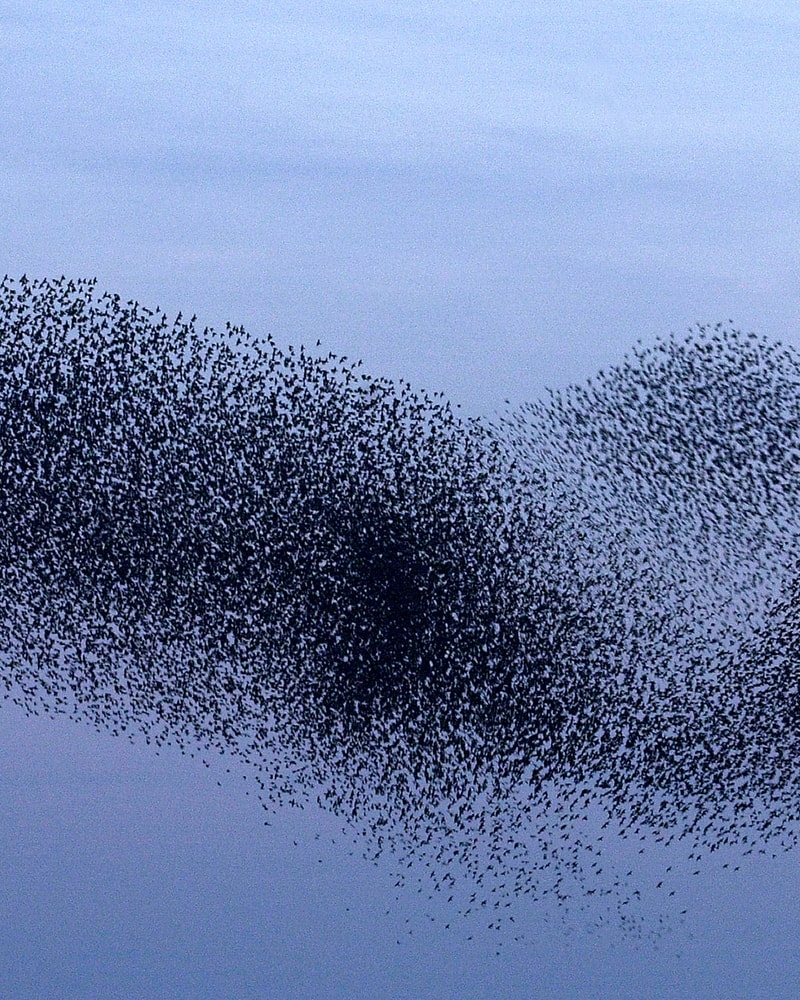 Sort Sol-Safari i Tønder