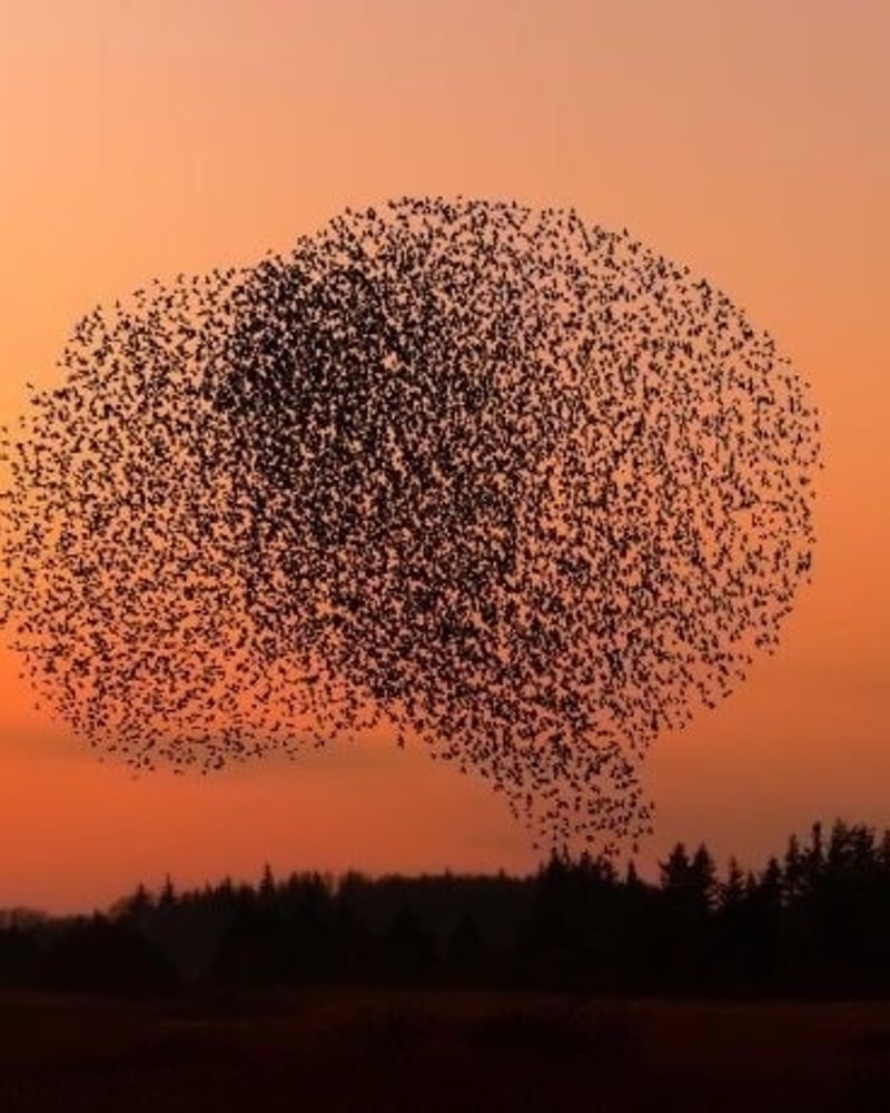 Sort Sol-Safari i Tønder