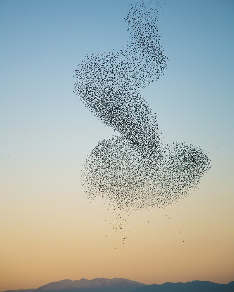 Sort Sol-Safari i Tønder