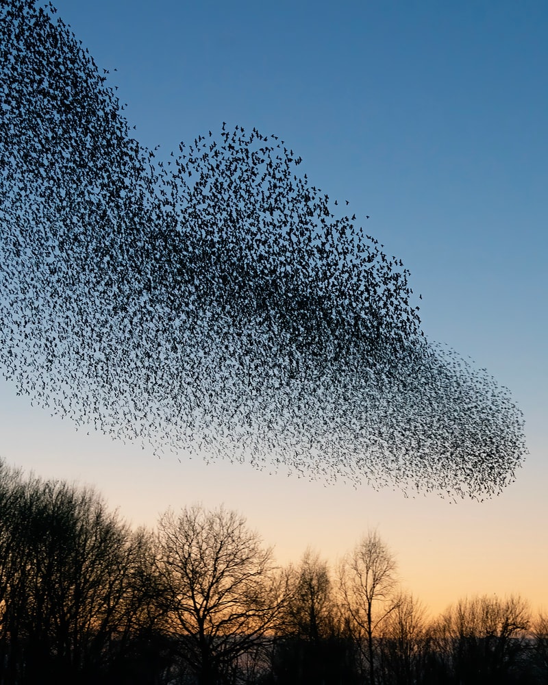 Getaway ved den tyske grænse