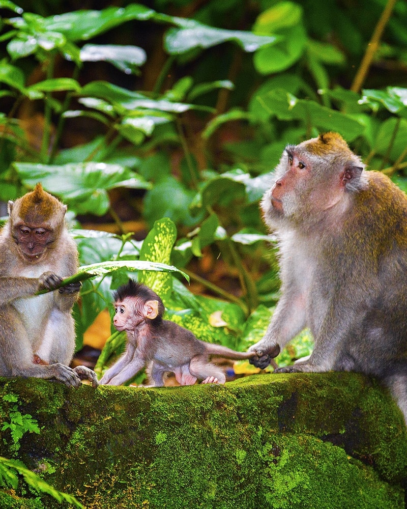 Drømmerejse til Bali