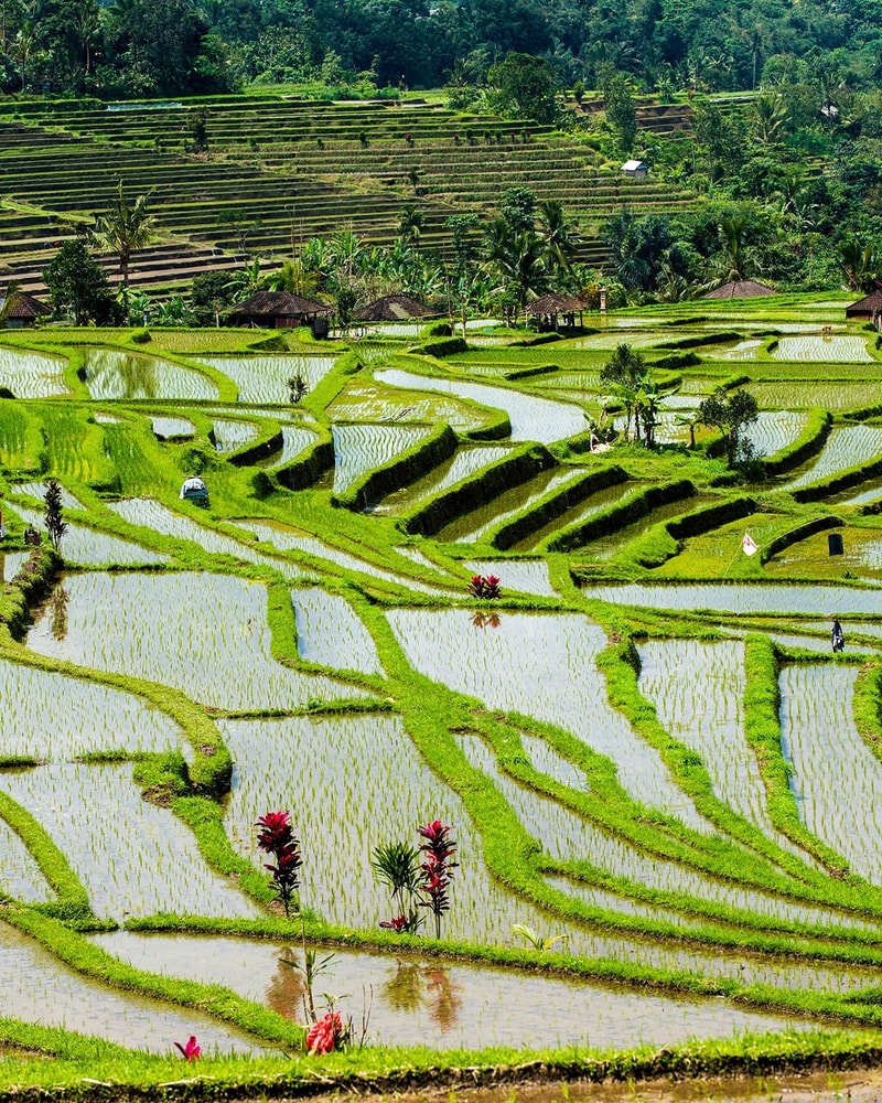 Drømmerejse til Bali