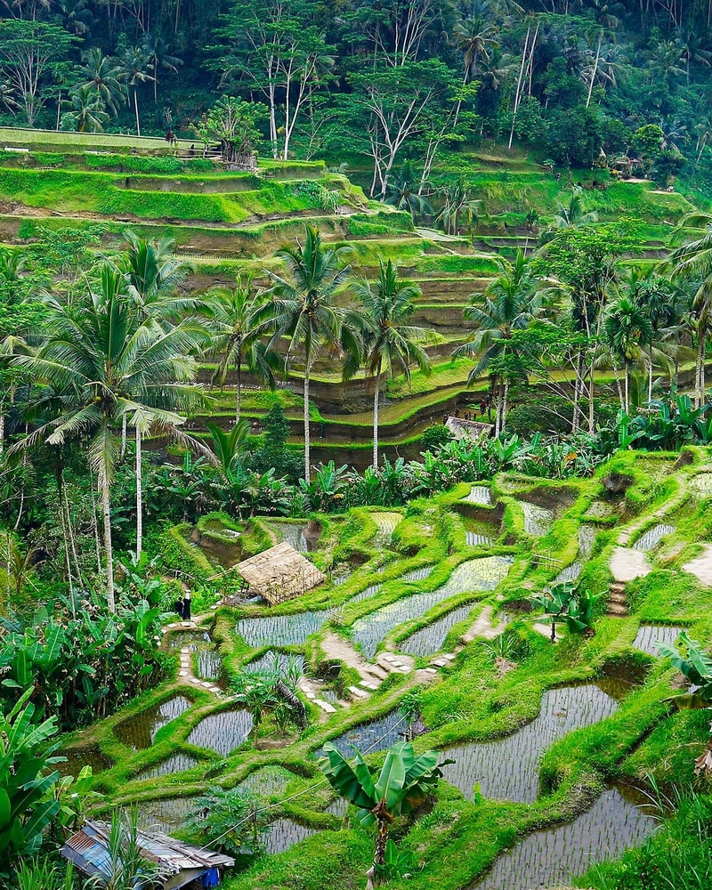 Drømmerejse til Bali