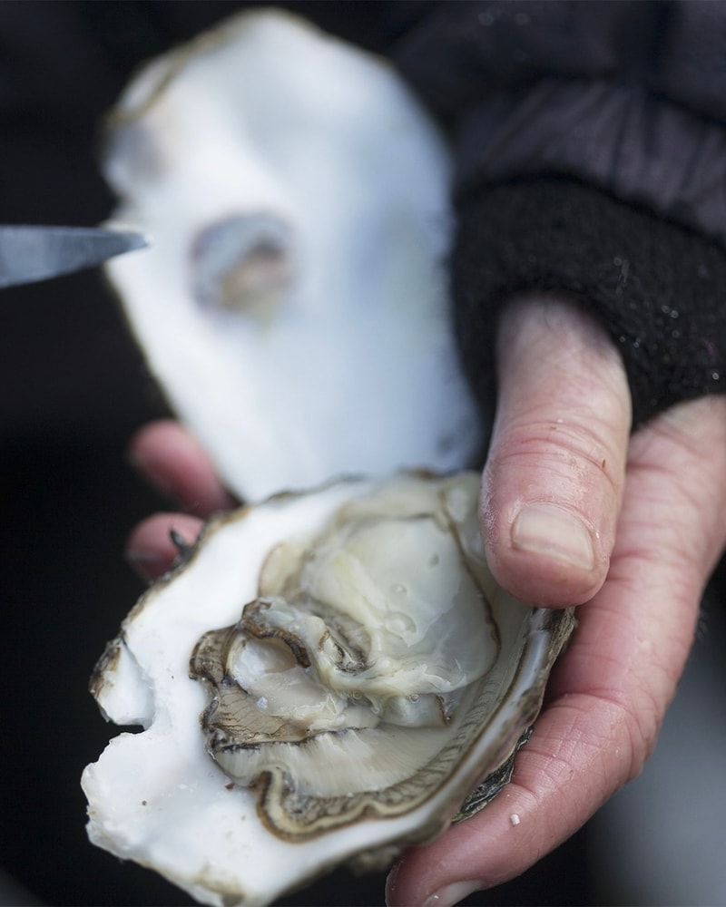 Østerssafari og fiskebuffet på Kommandørgården Rømø