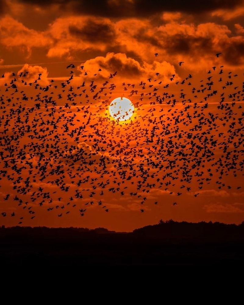 Østerssafari og fiskebuffet på Kommandørgården Rømø