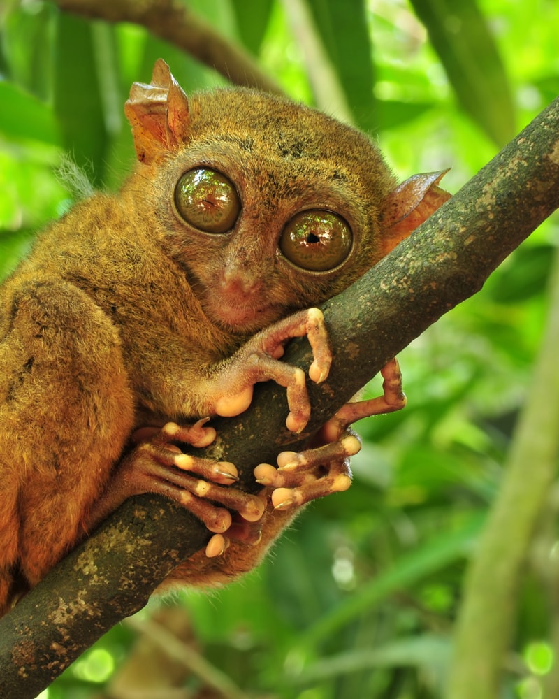 Filippinsk drømmerejse!