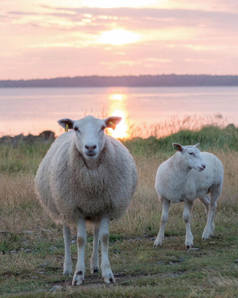 Spa-ophold på Torekov Hotell