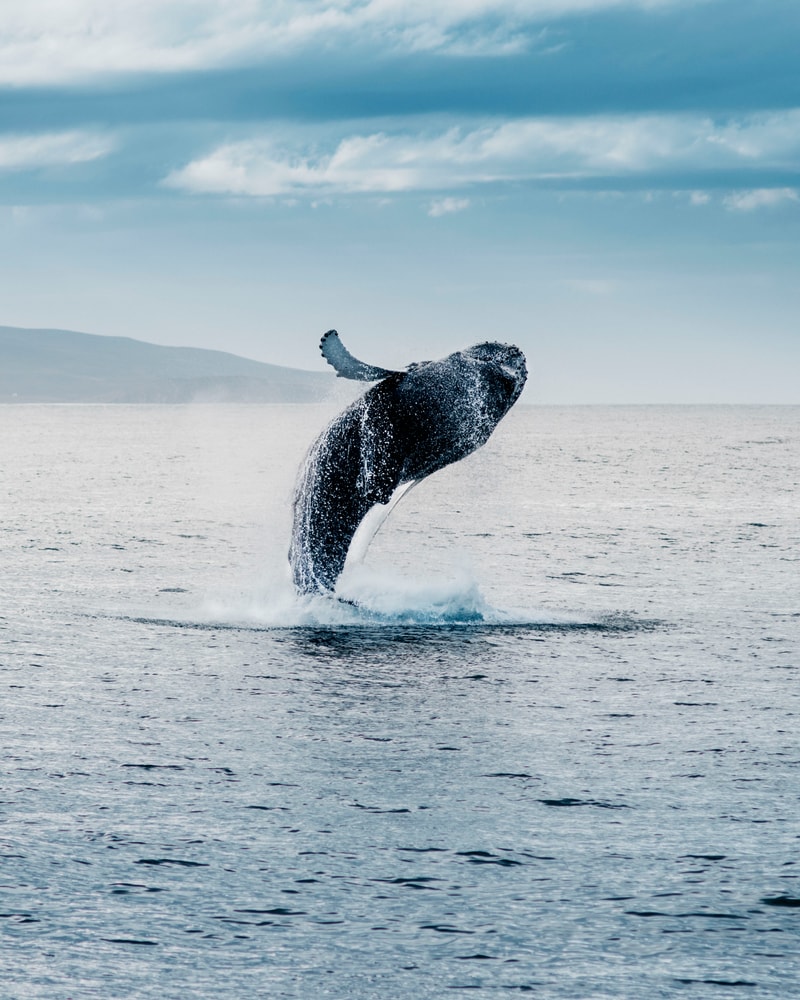 Oplevelsesrejse til Island