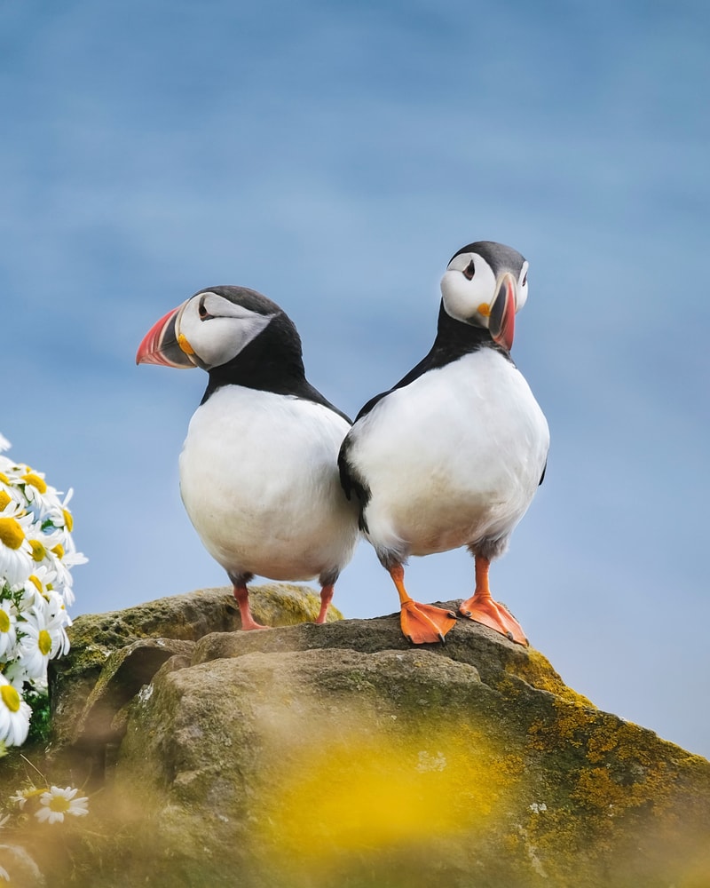 Oplevelsesrejse til Island