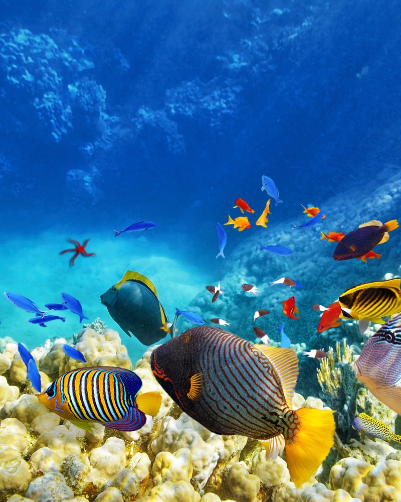 All Inclusive solferie i Egypten